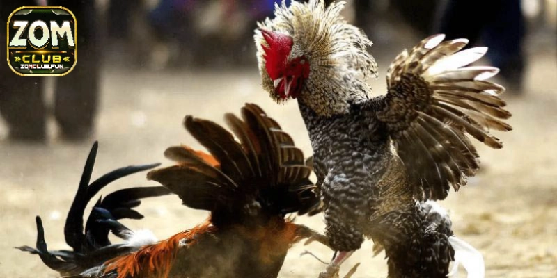 Giới thiệu tổng quan về đá gà cựa dao là gì